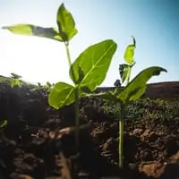 Soil Ph Guide Webp Net Resizeimage 13 - Garden Express Australia