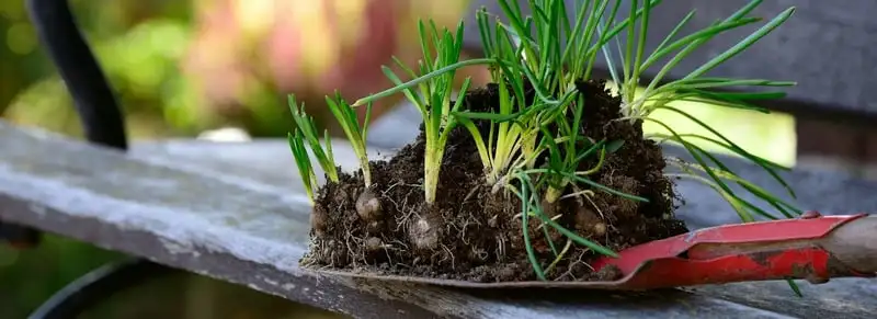 Best Bulbs To Plant In Autumn Webp Net Resizeimage 15 - Garden Express Australia