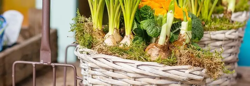 Best Bulbs To Plant In Autumn Webp Net Resizeimage 16 - Garden Express Australia