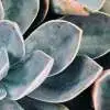 What Is A Succulent? Webp Net Resizeimage 17 - Garden Express Australia