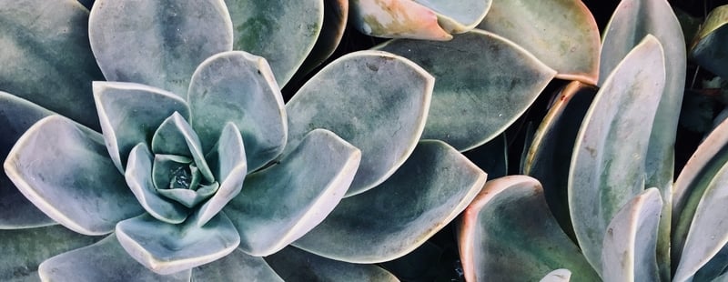 What Is A Succulent?