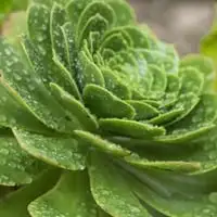 What Is A Succulent? Webp Net Resizeimage 19 - Garden Express Australia