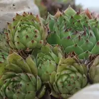 What Is A Succulent? Webp Net Resizeimage 22 - Garden Express Australia