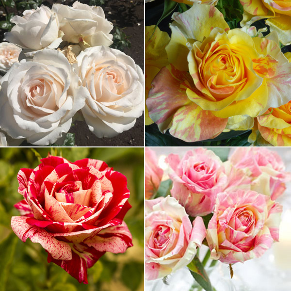 Brindabella Rose Collection 4 Roses