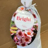 Rose Bright As A Button Rose Bright As A Button