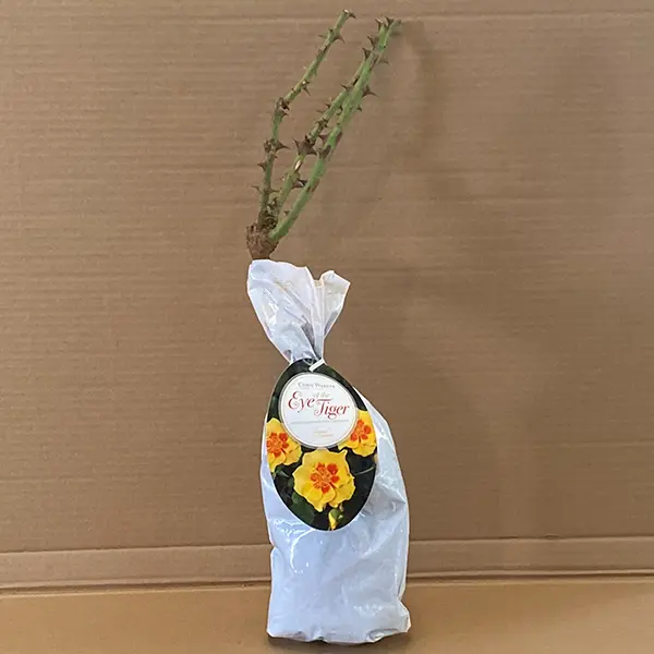 Rose Eye Of The Tiger