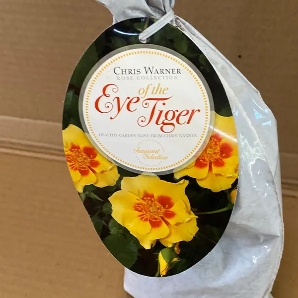 Rose Eye Of The Tiger