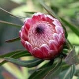 Protea Pink Ice