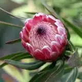 Protea Pink Ice