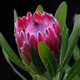 Protea Pink Ice P10propic - Garden Express Australia