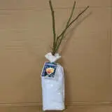 Climbing Rose Crepuscule Climbing Rose Crepuscule