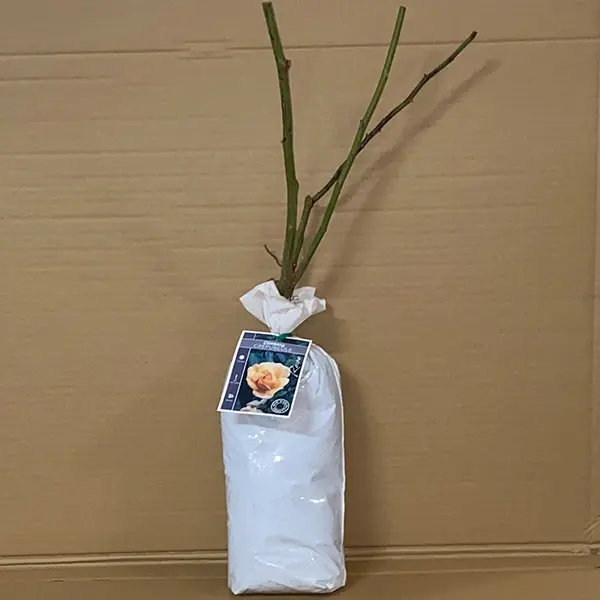 Climbing Rose Crepuscule