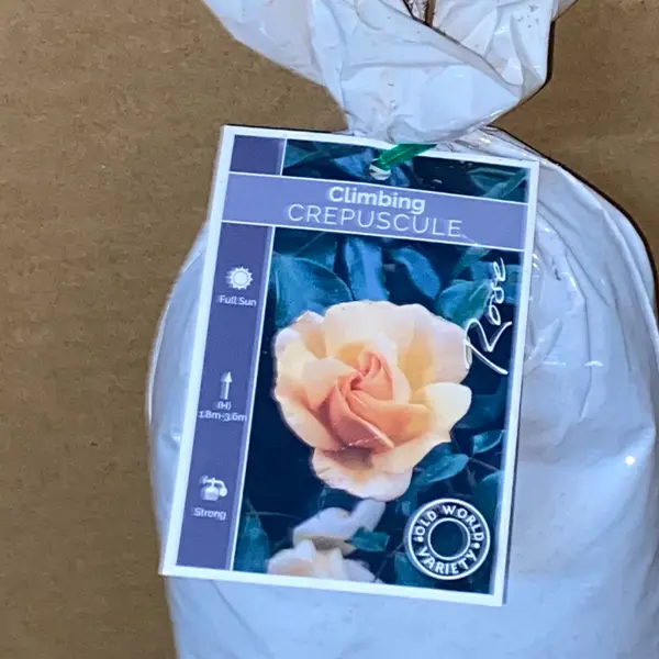 Climbing Rose Crepuscule