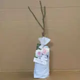 Rose Earth Angel (pbr) Rose Earth Angel (pbr)