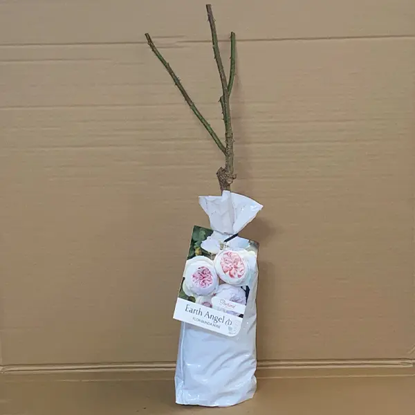 Rose Earth Angel (pbr)