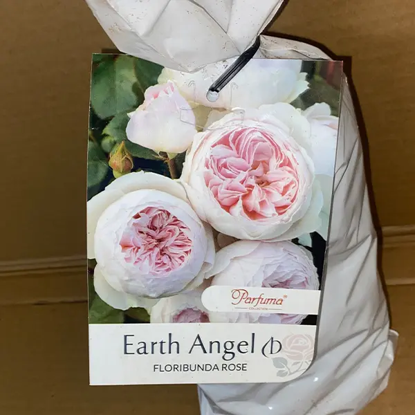 Rose Earth Angel (pbr)