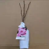 Rose Summer Romance (pbr) Rose Summer Romance (pbr)