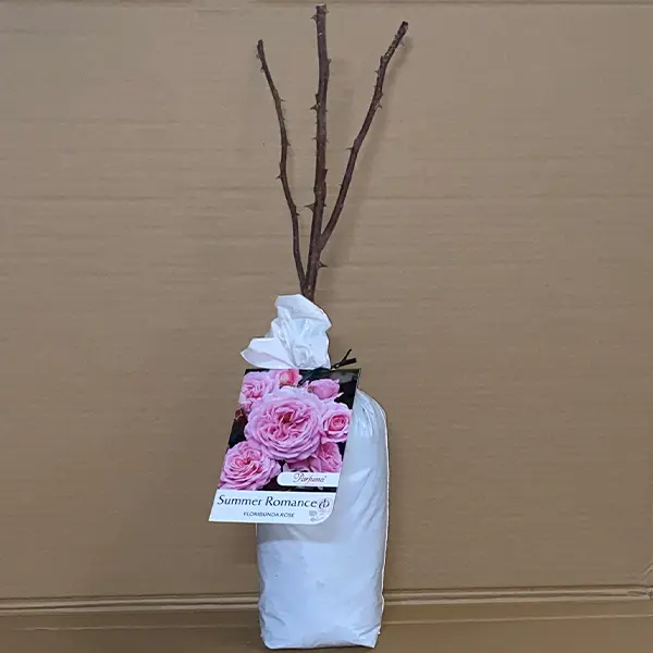 Rose Summer Romance (pbr)