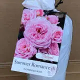 Rose Summer Romance (pbr) Rose Summer Romance (pbr)