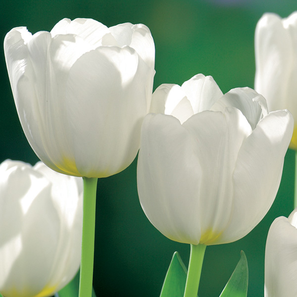 Tulip Antarctica Tulip Antarctica