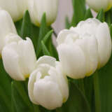 Tulip Antarctica Pktulant 2026 - Garden Express Australia