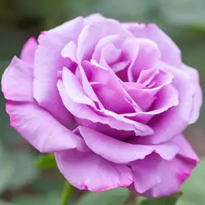 Rose Growing Guide Angel Face 2019 Rosfafa - Garden Express Australia