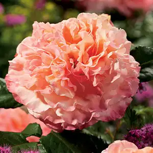Rose Augusta Luise