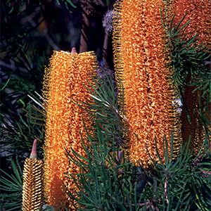Banksia Giant Candles