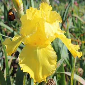 Bearded Iris Bahloo