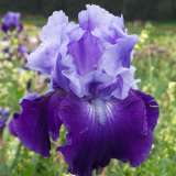 Bearded Iris Royalist