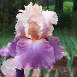 Bearded Iris Sweet Musette Pkbirsmu - Garden Express Australia