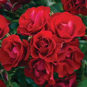 Rose Black Forest Rose (pbr)