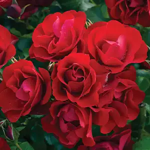 Rose Black Forest Rose (Pbr)
