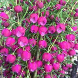 Boronia Lipstick Lpoborlst 2020 - Garden Express Australia
