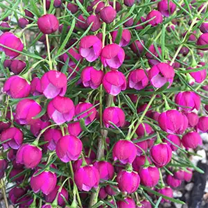 Boronia Lipstick Boronia Lipstick