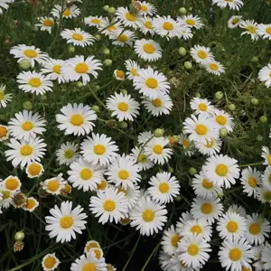 Brachyscome Whitewash