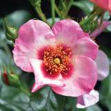 Brindabella Rose New Osiria (pbr)