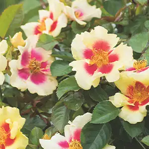 Brindabella Rose New Osiria