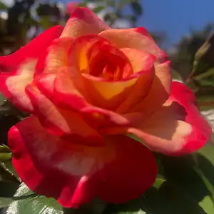 Brindabella Rose New Osiria Brindabella Rose New Osiria