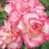 Brindabella Hannah Gordon Rosfhgo 2020 - Garden Express Australia