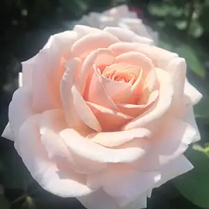 Brindabella Rose Jewel