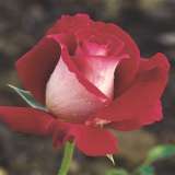 Brindabella Rose New Osiria (pbr)
