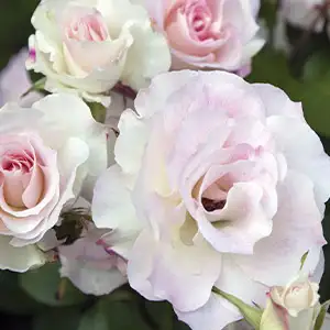 Rose Seduction Rose Seduction