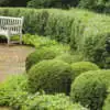 How to Grow a Hedge Buxus Hedge - Garden Express Australia