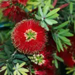 Mushroom Growing Guide Callistemon Little John Lpocalljo 2020 - Garden Express Australia