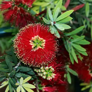 Callistemon Little John