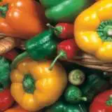 Capsicum Sweet Allsorts Seecapsal - Garden Express Australia
