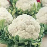 Cauliflower All Year Round Seecauayr - Garden Express Australia