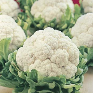 Seed – Cauliflower All Year Round