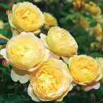 Pear Manchurian Charlotte Rosdcht 2020 - Garden Express Australia